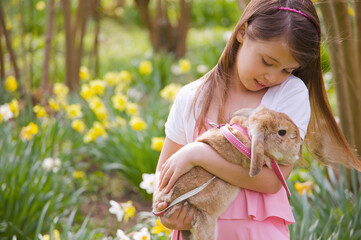 Close up of a young girl holding a lop-eared rabbit in a field of daffodils
