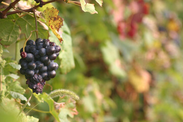 Grappolo d'uva Barbera del Monferrato, Camagna - Alessandria - Piemonte - Italia