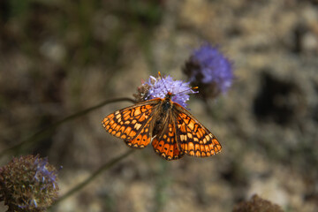Butterfly on flower