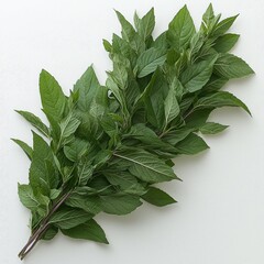 Fresh Green Mint Leaves Sprig: Aromatic Herb Closeup Photography