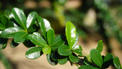 Crescentia mirabilis or Calabash tree green leaves clode up in the park of Tenerife,Canary Islands,Spain.Selective focus.