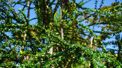 Crescentia mirabilis or Calabash tree in the park of Tenerife,Canary Islands,Spain.Selective focus.