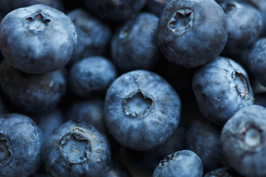 Close up of Blueberries

