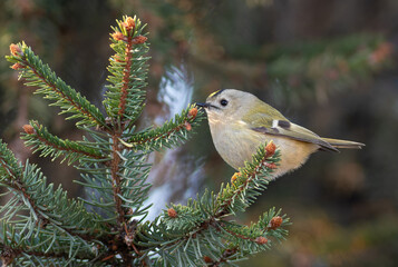 Goldcrest, Regulus regulus. There's a bird sitting on the branch of a Christmas tree