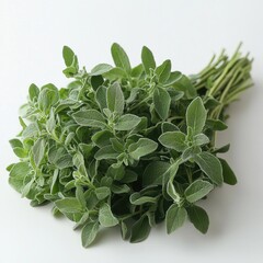 Obraz premium Fresh Sage: A Culinary and Aromatic Herb for Cooking and Wellness