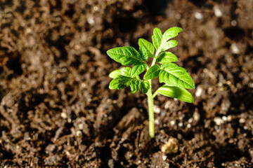 Young green tomato seedling in fertile brown soil.