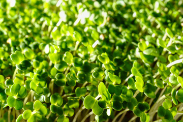Fresh green broccoli sprouts close-up. Growing micro greens for a healthy diet. Vegan food.