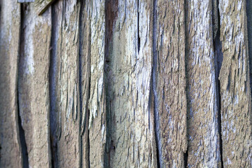 
A close-up of the surface of an old, run-down wooden plank, badly damaged by insects, possibly wood-borers.