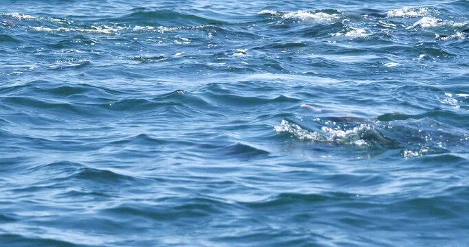 Groupof dolphins swimming in the blue sea, dolphin pods in Amakusa,Japan