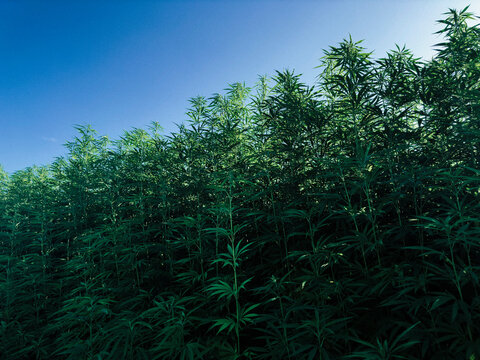 Low angle view sunlight behind lush green cannabis plants growing in field
