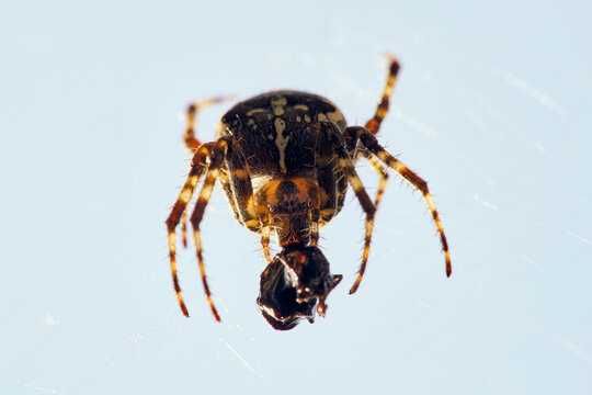 Close up of cross spider catching prey in spider web
