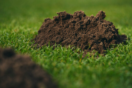 Close up dirt molehill in green grass
