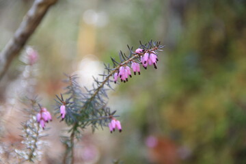 Fototapeta premium Blume