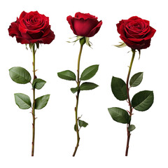Three red roses in different positions, transparent background png  (4)