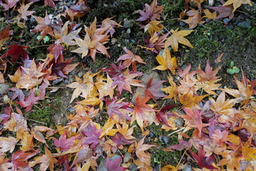 苔の上に敷き詰められたもみじの落ち葉