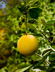 orange tree with fruits