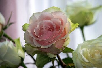 
Close-up of a pale pink rose nestled among other pale roses.