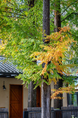 autumn in the liuba qinling mountains, china