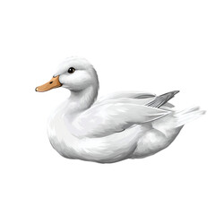 Fototapeta premium white duck isolated on white transparent background