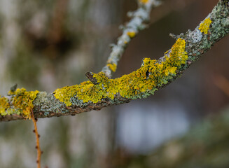 lichens on trees