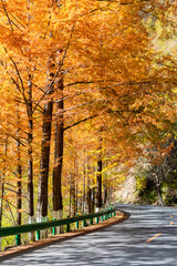 autumn in the liuba qinling mountains, china
