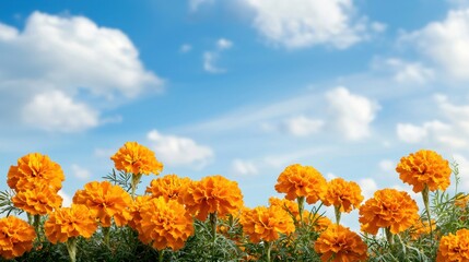 A vibrant field of marigold flowers under a bright blue sky with fluffy clouds, showcasing nature's beauty and color.