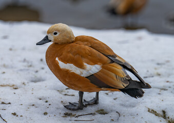 ducks in the snow