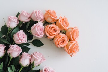 Fototapeta premium Pink and peach roses arranged in a semi circle on a white background.