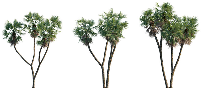 Set of Hyphaene thebaica (common names doum palm and gingerbread tree) frontal isolated png on a transparent background perfectly cutout