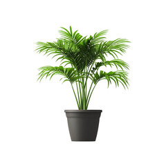Obraz premium palm tree in a pot isolated on a transparent background, in PNG format, Potted plants