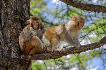 monkeys in Hengduan Mountains, Yading, China