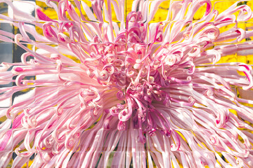 blooming purple chrysanthemum seen through the glass close up horizontal composition