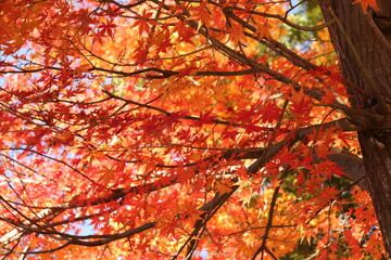 Japanese autumn foliage,Japanese fall colors