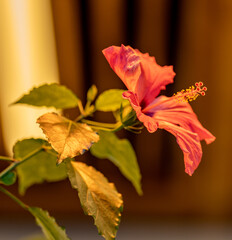 Obraz premium autumn leaves on red