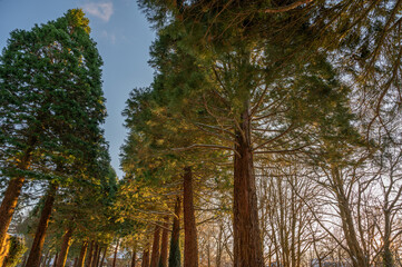 Sequoia-Allee, eine schneebedeckte Straße im Winter, flankiert von Mammutbäumen in Hamburg