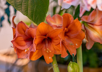 red and yellow flowers