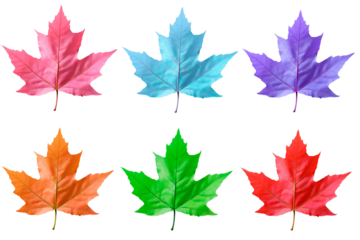 Colorful maple leaves on transparent background. Generative AI. PNG