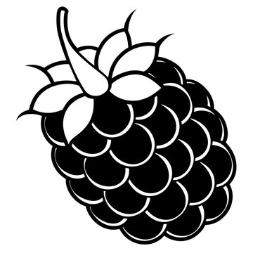 black and white blackberry fruit clip art preview