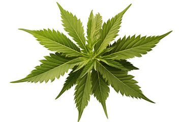 Cannabis leaves on a transparent background, ideal for medical marijuana, CBD, and THC-related projects. Perfect for natural remedies, herbal medicine, organic cannabis branding, and creative design c
