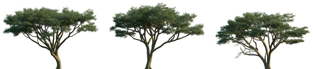 Fototapeta premium Set of Vachellia tortilis (also known as umbrella thorn and Israeli babool) frontal isolated png on a transparent background perfectly cutout