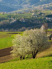 Picturesque spring meadow with blooming cherry tree. Spring paradise with blooming trees. Historic agrarian landscape, Hrinovske lazy, Slovak republic. Travel destination. Seasonal natural scene.  © Ivan