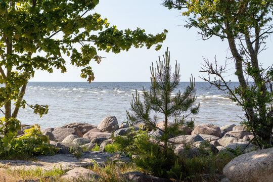 
A stony seashore with pine trees in the foreground, with a view of a calm sea beyond.