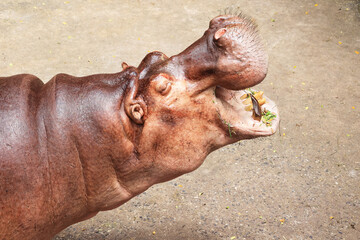 Closeup of Adult Common Hippopotamus, the most ecologically influential African megaherbivore