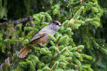 Unglückshäher in Schweden im Herbst