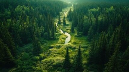 Aerial view of dense pine forest with sunlight and winding river