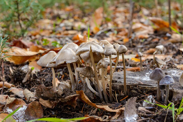 Mycena sp. - a small saprotrophic fungus on a rotten stump and roots of a dead tree, Odessa