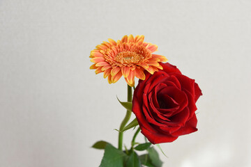 ガーベラと赤い薔薇