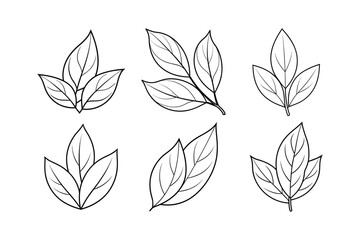 Basil (Ocimum basilicum) spice line art vector illustration