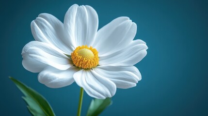 Serene White Flower Against Teal Background