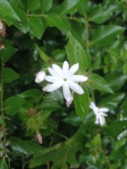 white small Jasmine flowers in nature background. Macro Photography nature concepts with jasmine flower. The Jasmine Plant: A Genus of Shrubs and Vines in the Olive Family Exploring Jasmine Native